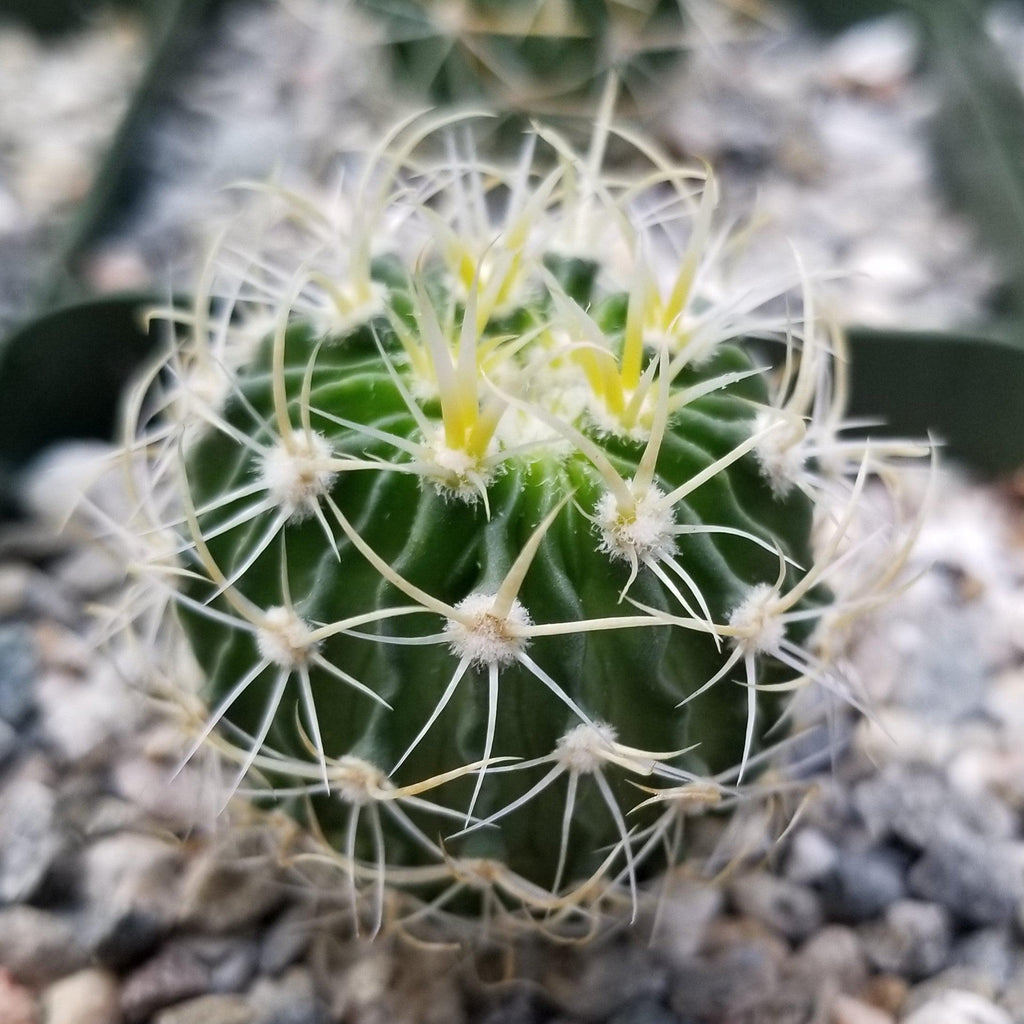 Echinofossulocactus longispinus