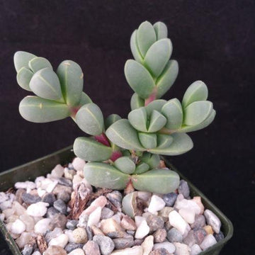 ice plant succulent propagation Corpuscularia lehmannii