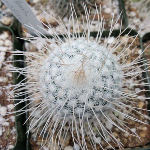 Mammillaria Geminispina