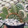 Opuntia parryi serpentina cristata