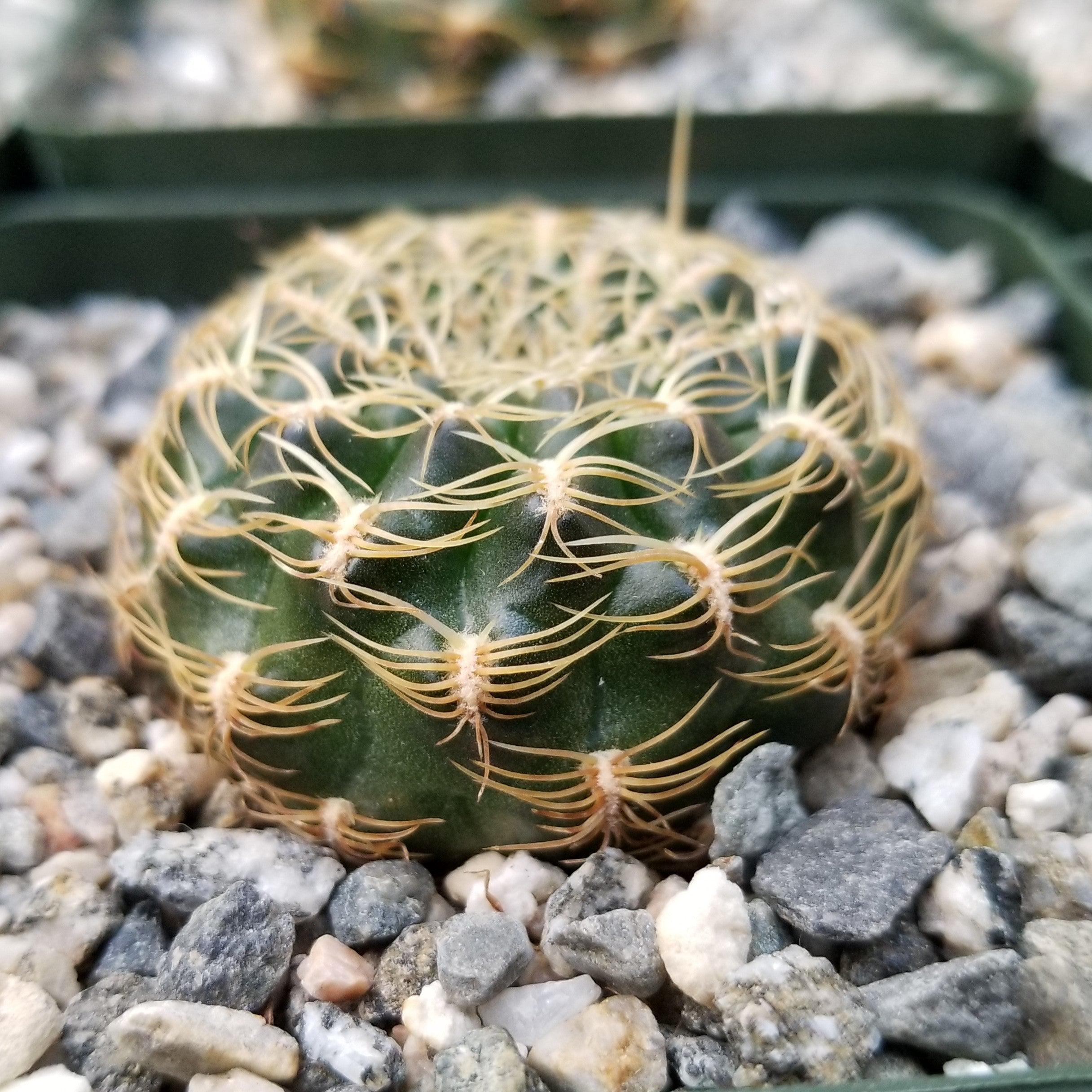 Sulcorebutia candiae