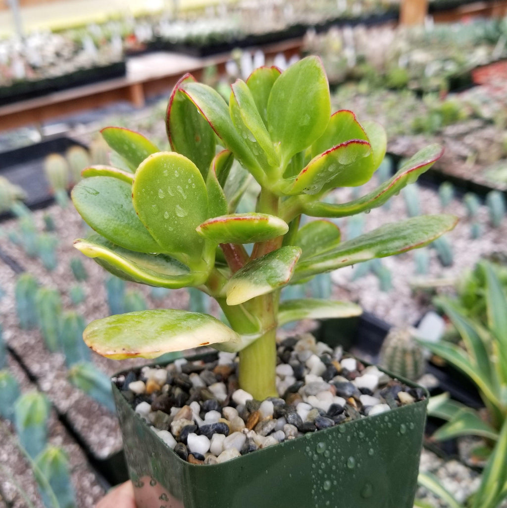 Crassula oblicua Lemon n Lime