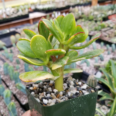 lemon and lime jade plant Easy-Care Crassula oblicua Lemon n Lime | Shop Online