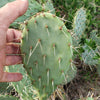 Opuntia engelmannii Pad cutting