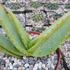 Aloe vanbalenii