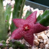 Stapelia scitula