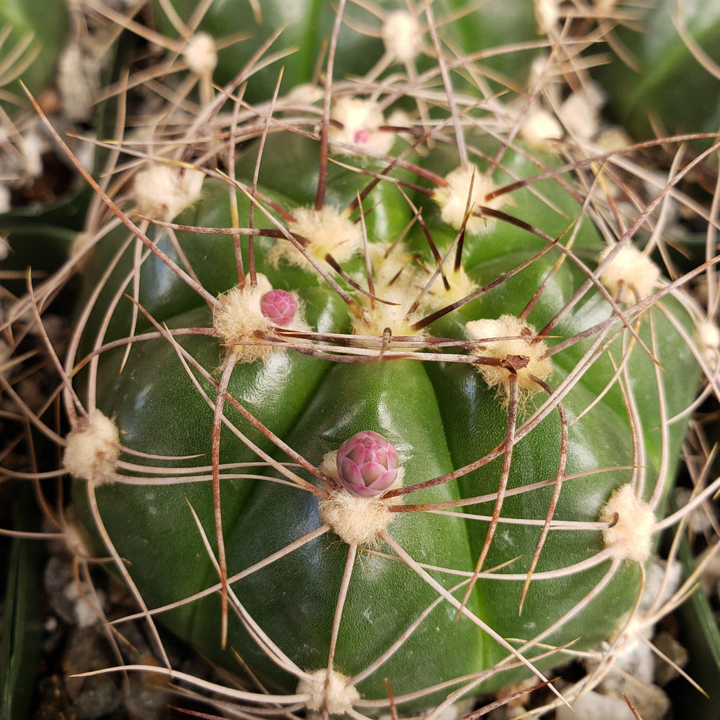 Gymnocalycium fleischerianum