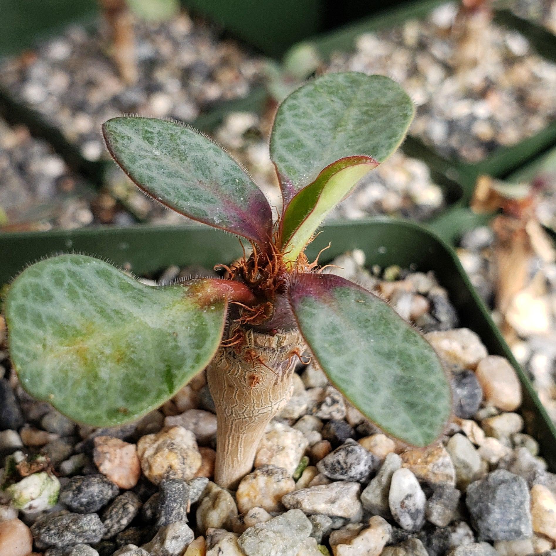 euphorbia iharanae