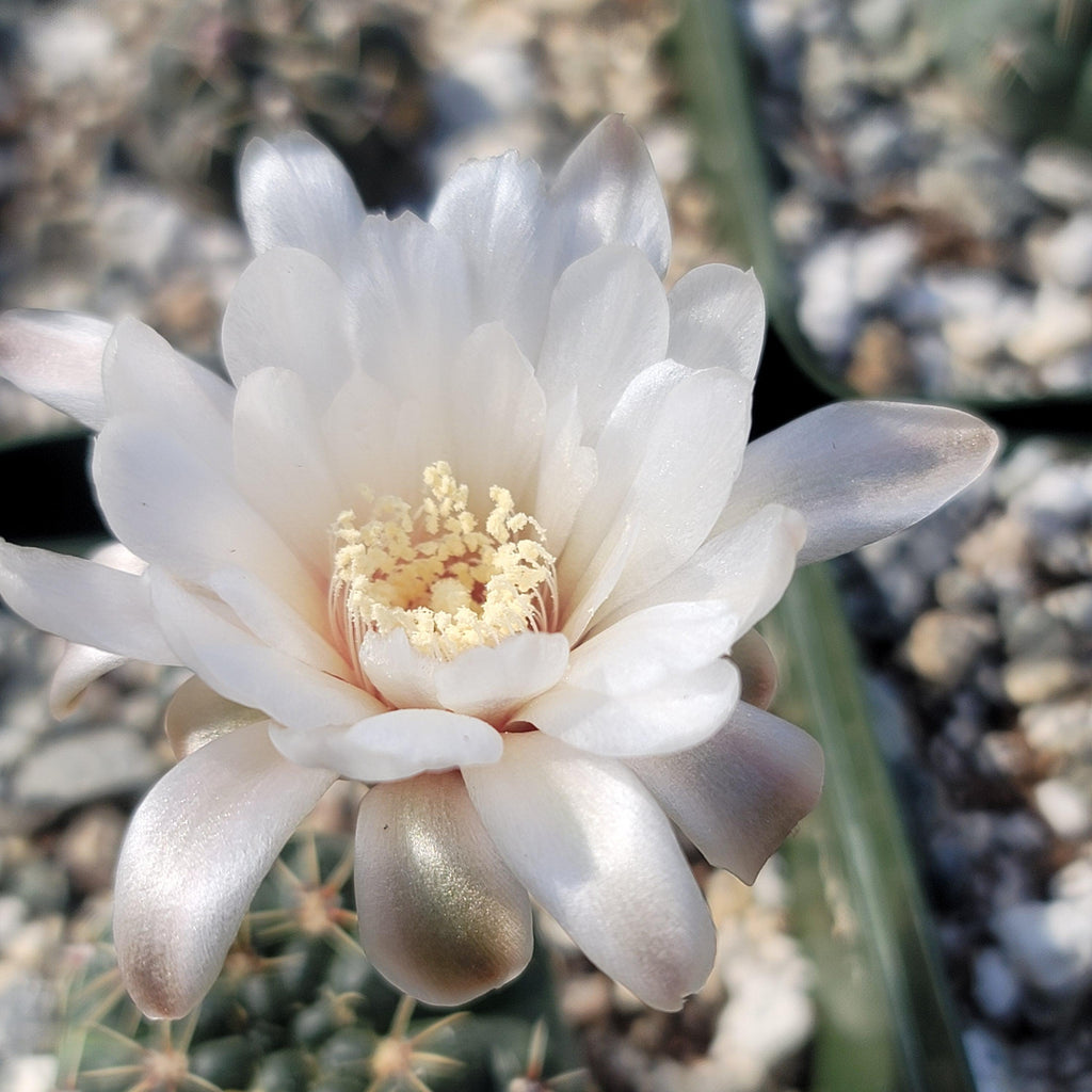 Gymnocalycium amerhauseri