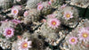 Mammillaria glassii v. ascensionis