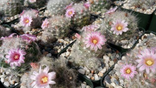 Mammillaria glassii v. ascensionis