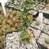 Euphorbia beharensis