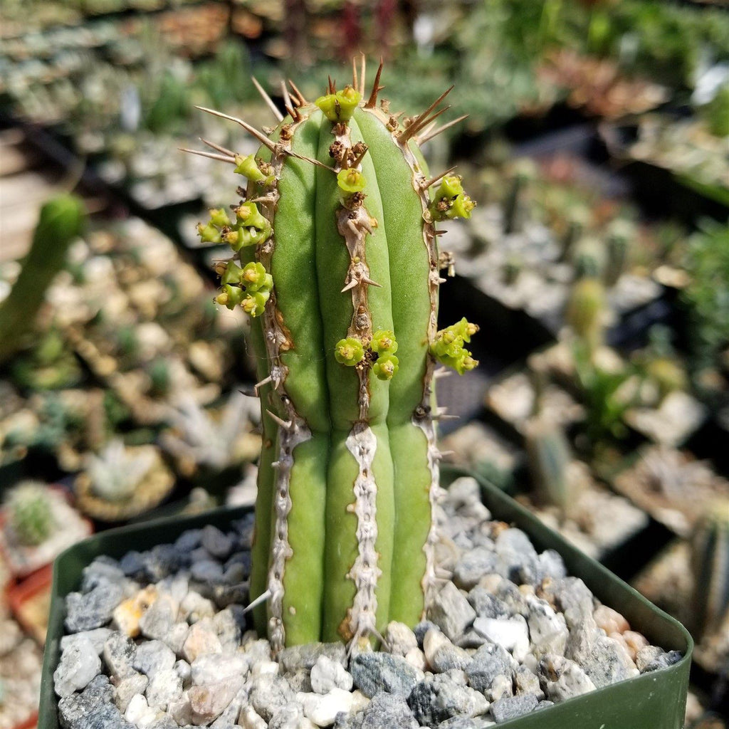 Euphorbia handiensis