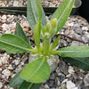 Pachypodium brevicaule