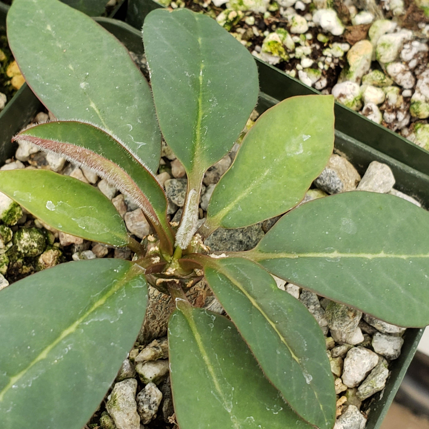 Eupforbia ankarensis