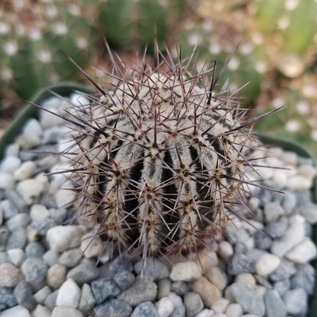 Echinopsis cv. Haku-Jo.