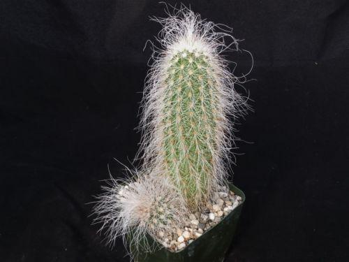 Echinocereus delaetii