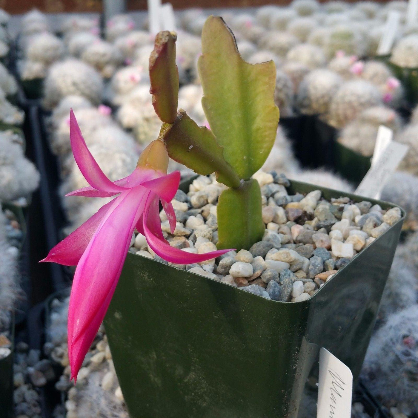 plant cuttings schlumbergera christmas cactus succulent indoor houseplant Schlumbergera bridgesii christmas cactus 3 cuttings – Planet Desert
