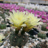 Gymnocalycium andreae