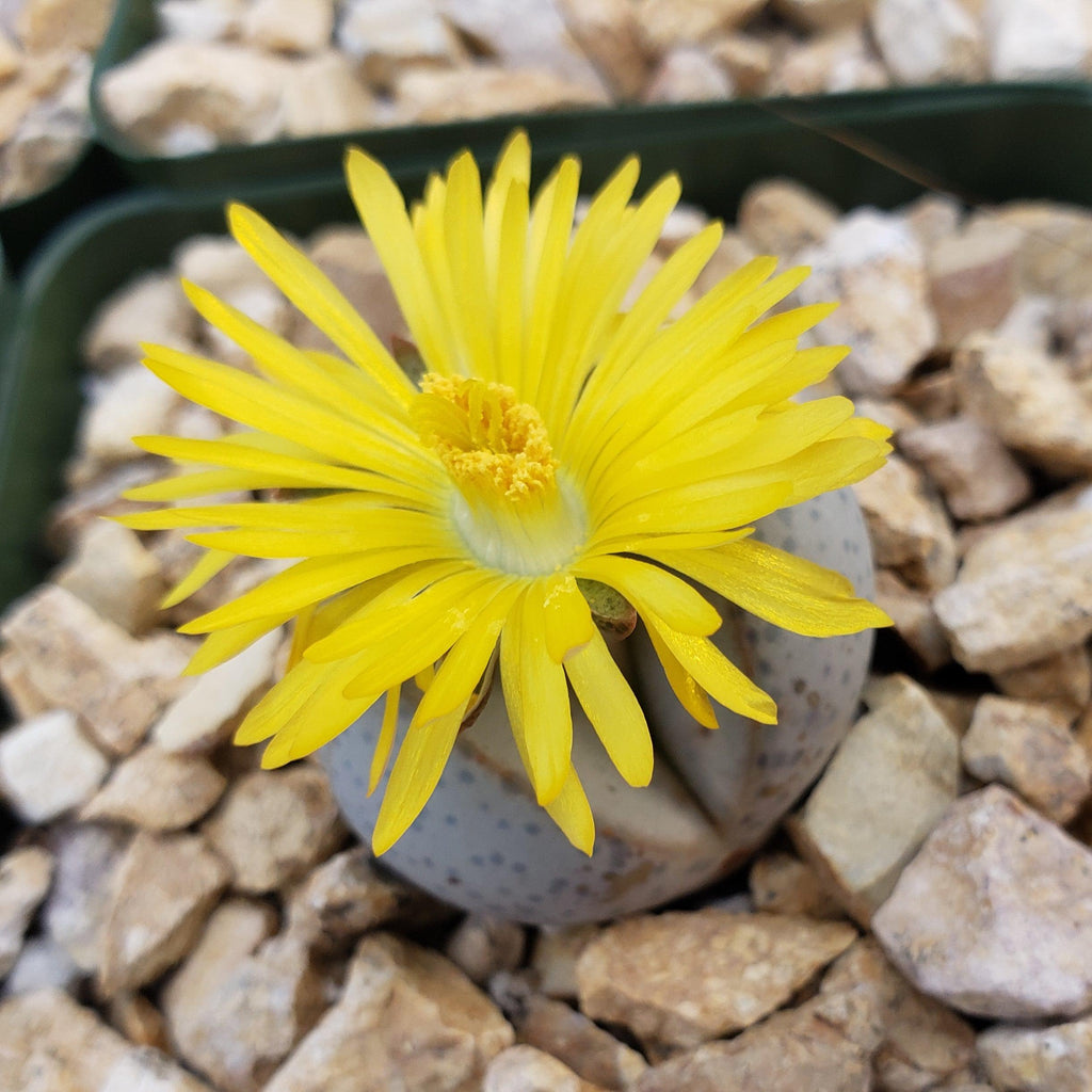 Dinteranthus wilmottianus