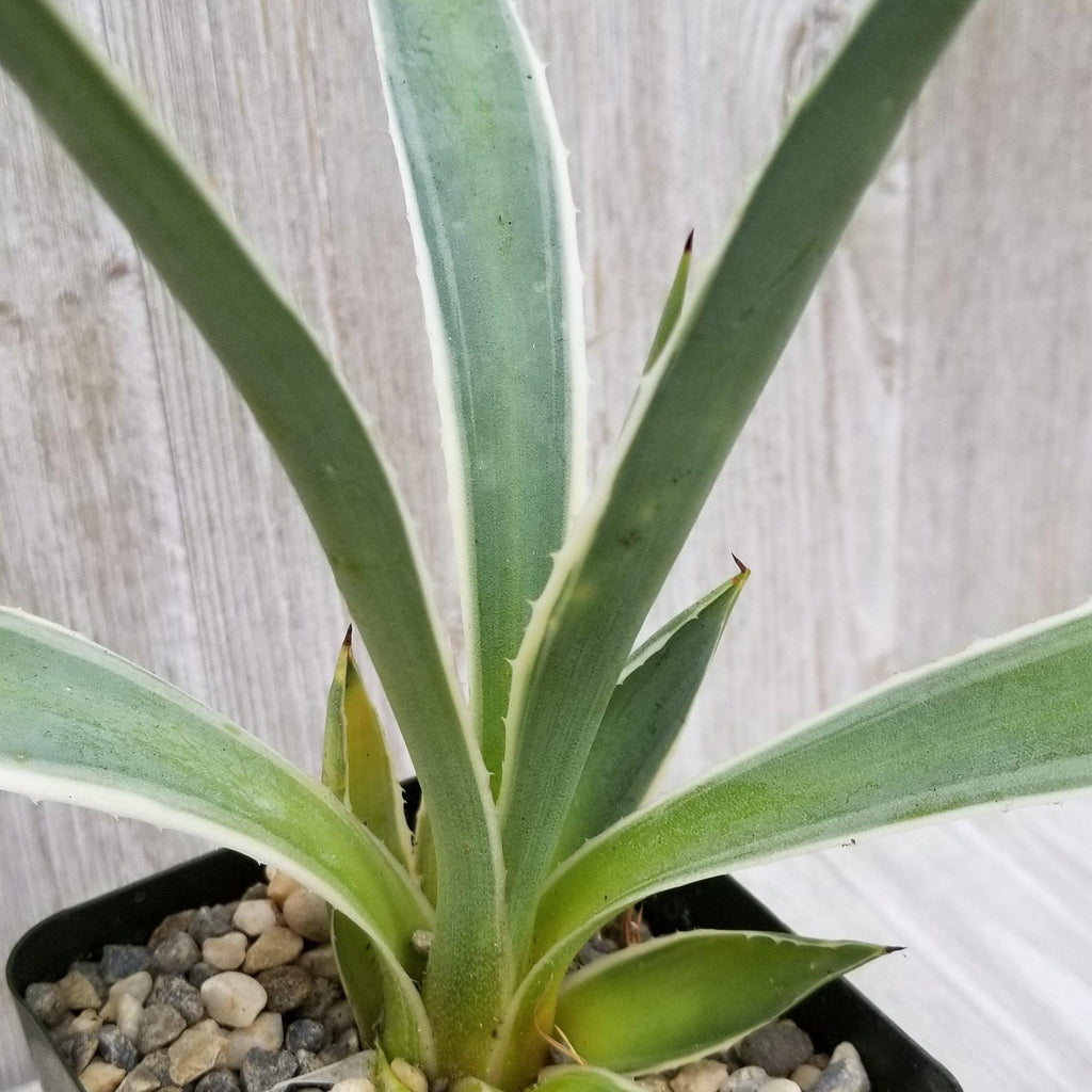 Variegated Caribbean Agave ‘Agave angustifolia marginata’