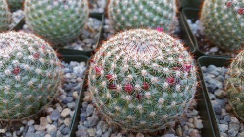 Rainbow Pincushion - Mammillaria rhodantha mccartenii