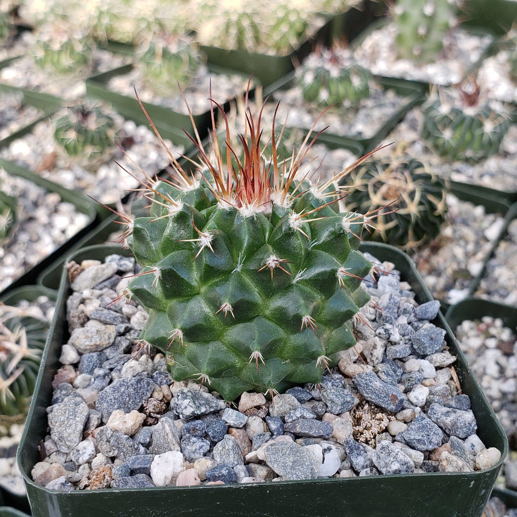Mammillaria tlayecac