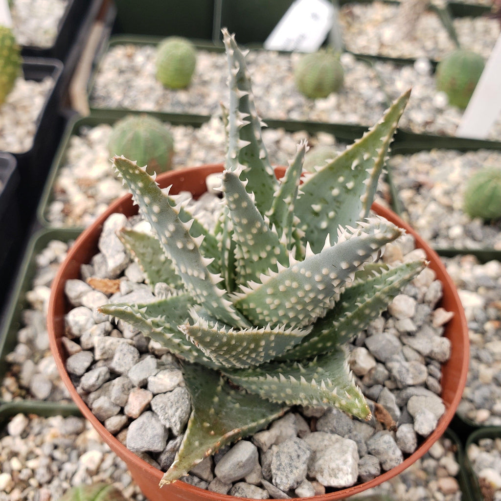 Aloe jimmy little gator