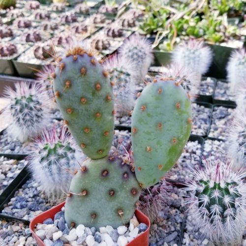 Opuntia Santa "Baby" Rita pad cutting