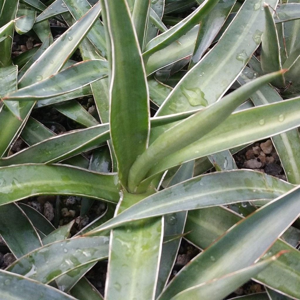 Agave impressa