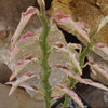 Pedilanthus tithymaloides variegated