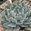 Echeveria Blue Frills