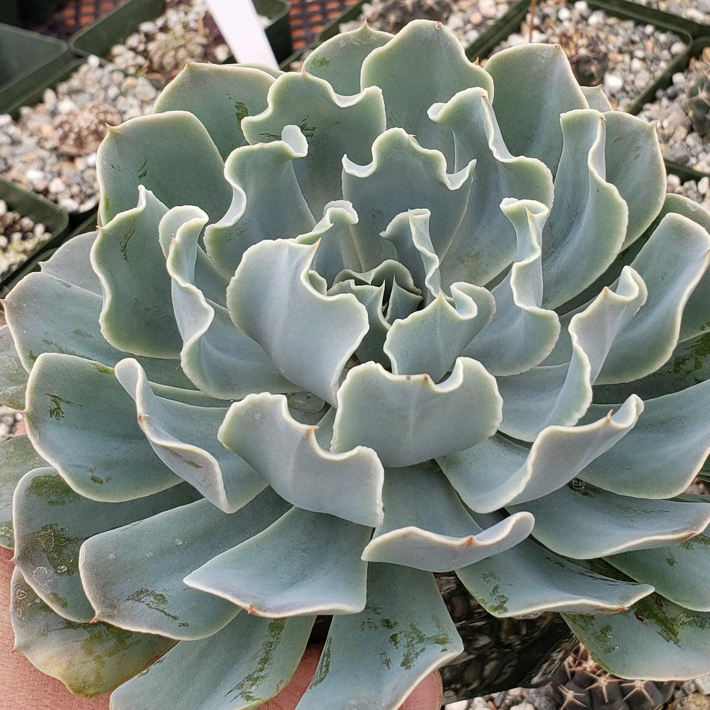 pale blue succulent Echeveria 'Blue Frills' | Succulent for Indoors