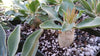 Elephants Trunk Plant - Pachypodium namaquanum