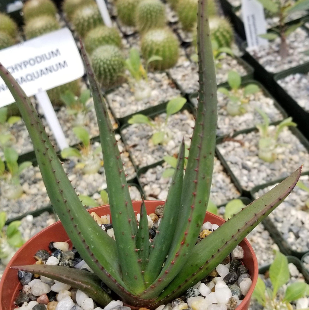 Aloe wickensii