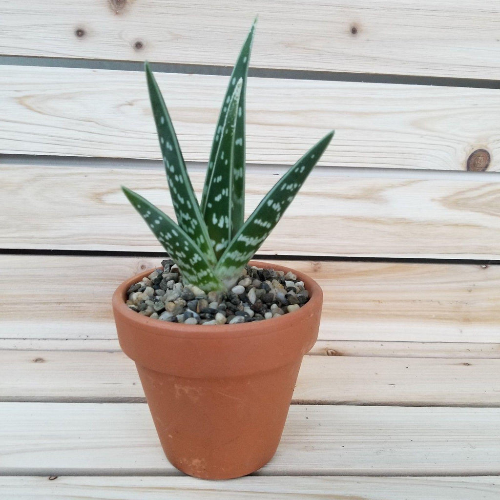 DIY Succulent terracotta 3.5" pot kit