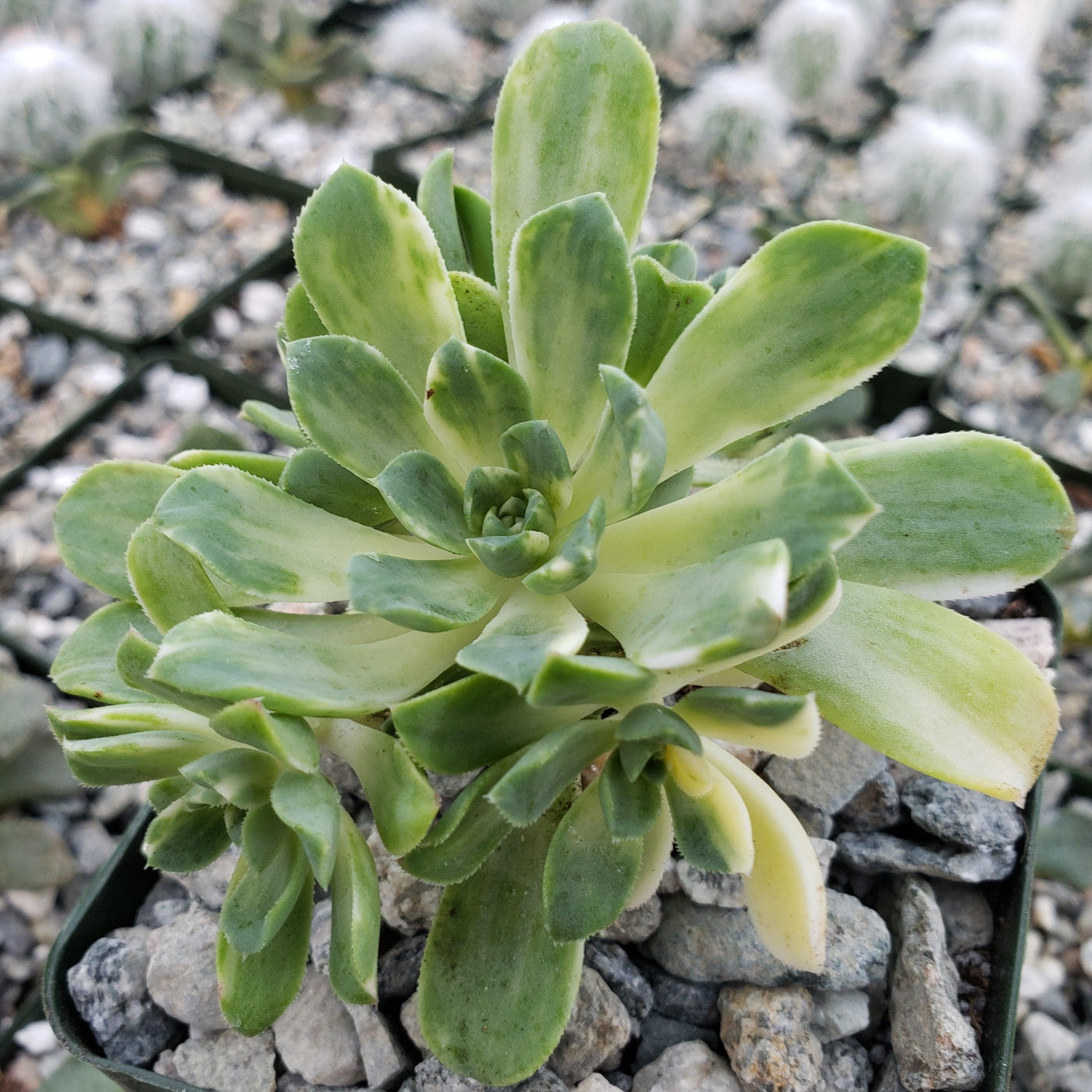 Aeonium castello paivae variegata Suncup