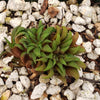 Haworthia parksiana