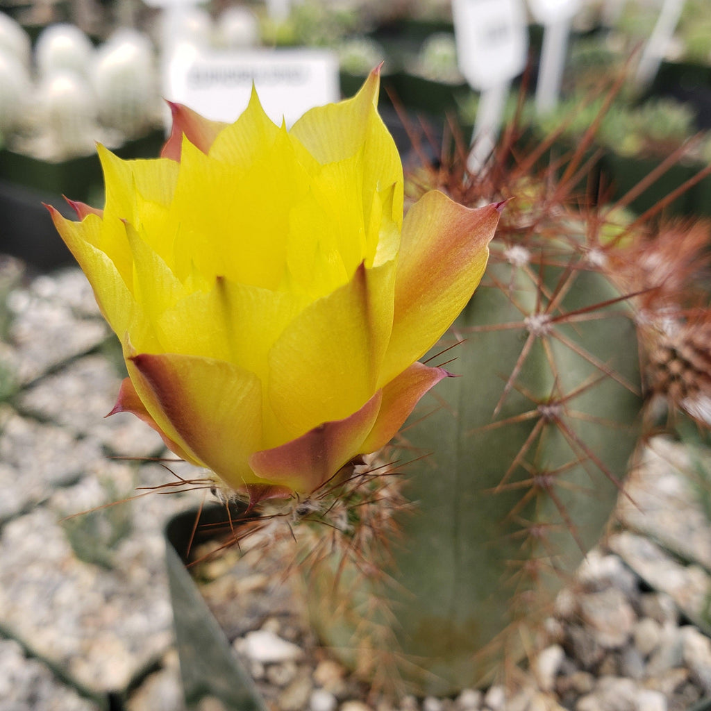 Echinocereus subinermis v. luteus