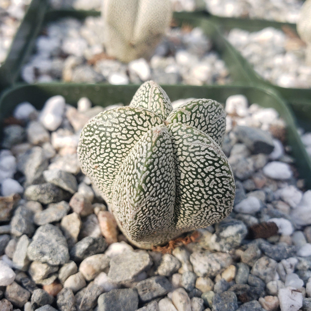 Astrophytum onzuka