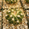 Buiningia brevicylindrica var. longispina