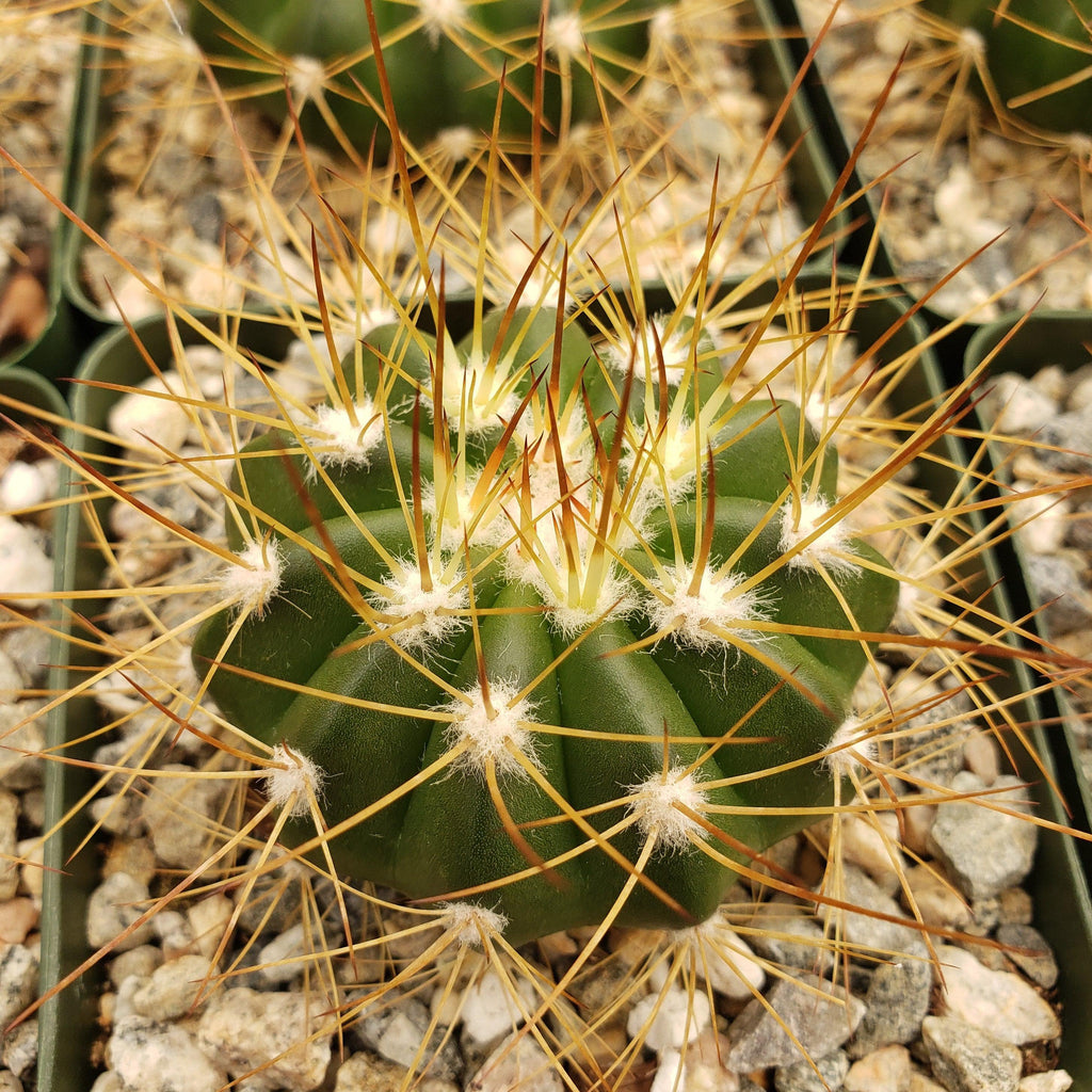 Buiningia brevicylindrica var. longispina