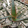 Aloe swordfish