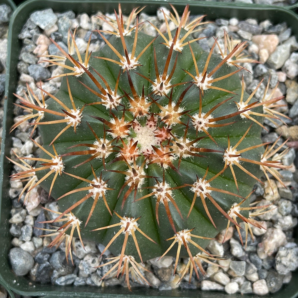 Melocactus conoideus