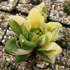 Haworthia cymbiformis variegata