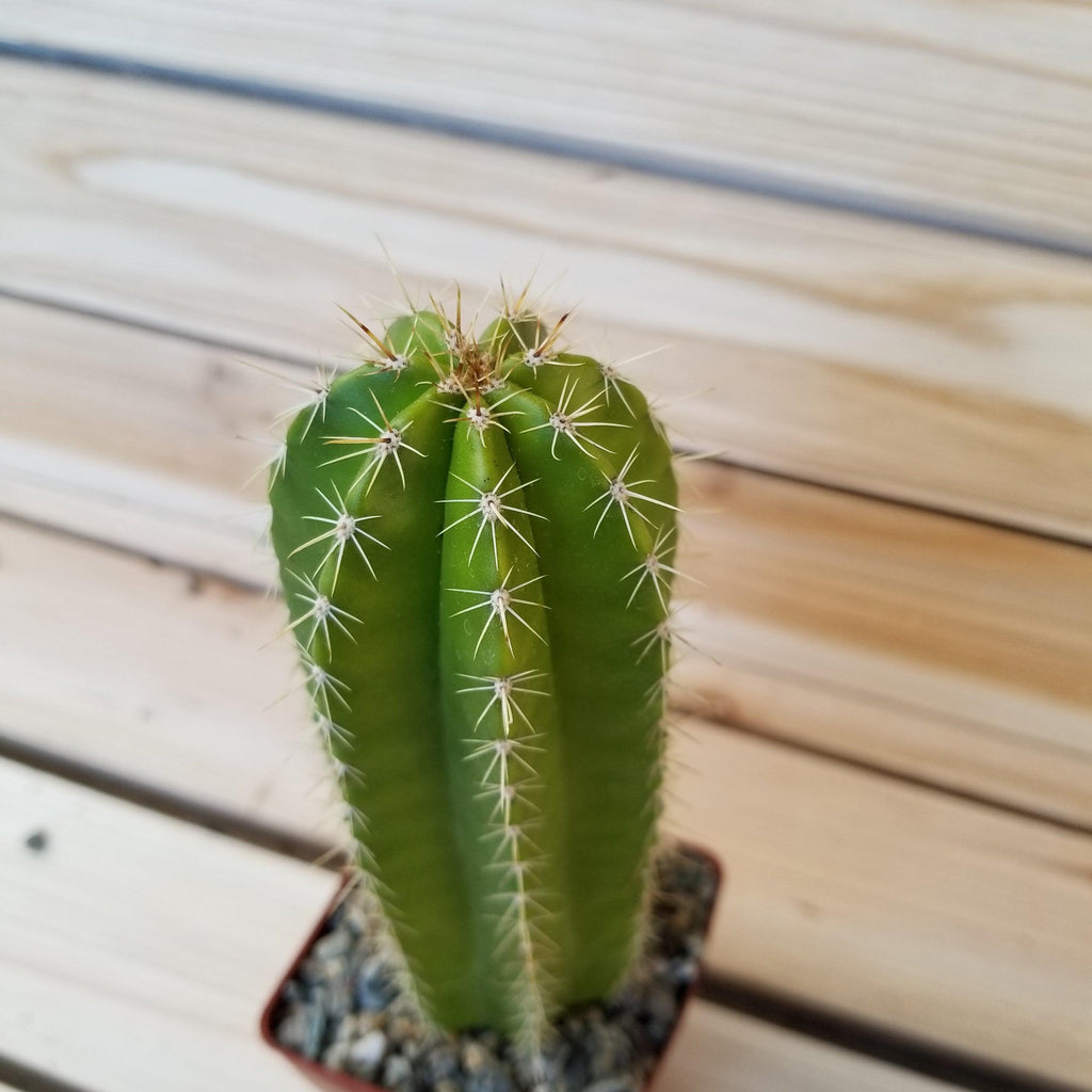 Neobuxbaumia euphorbioides