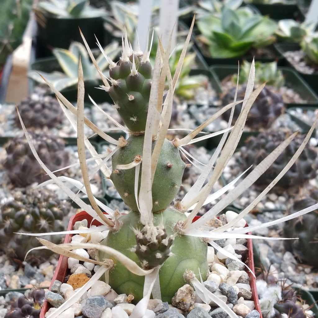 Tephrocactus articulatus v. papyracantus