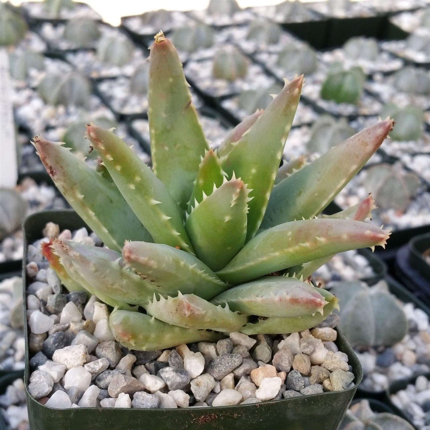 crocodile plant succulent Crocodile Plant 'Aloe brevifolia' 5 Gal