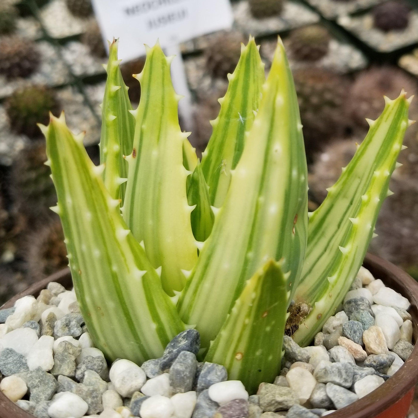Golden Toothed Aloe 'Aloe nobilis variegata' - Shop Online at Planet Desert
