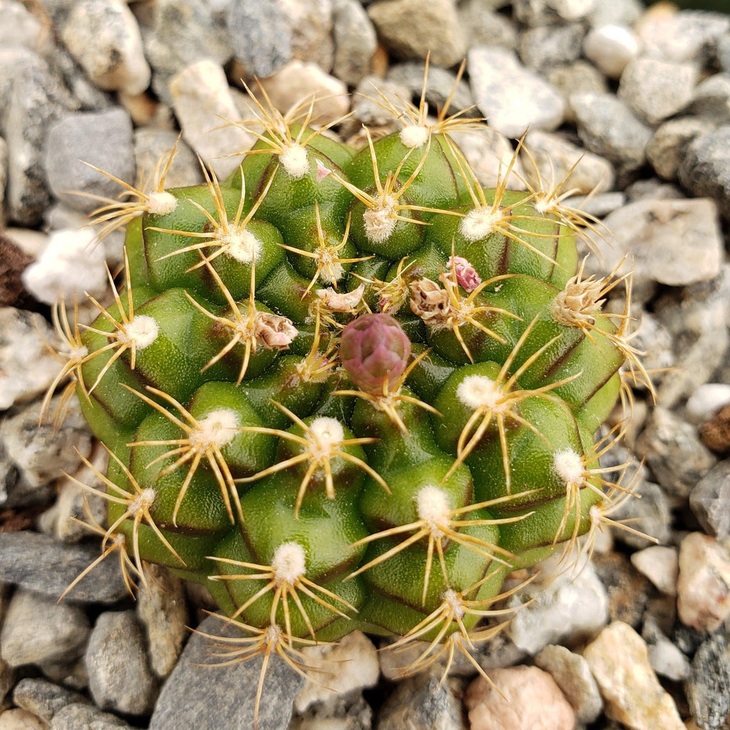 Gymnocalycium damsii robores